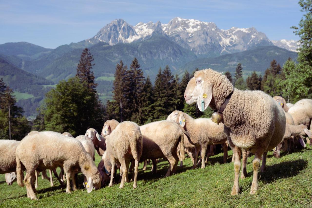 Familienbauernhof Samerhof Pfarrwerfen Esterno foto